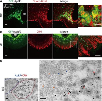 A subpopulation of agouti-related peptide neurons exciting corticotropin-releasing hormone axon terminals in median eminence led to hypothalamic-pituitary-adrenal axis activation in response to food restriction